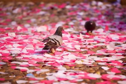 Lancio di cuori di carta