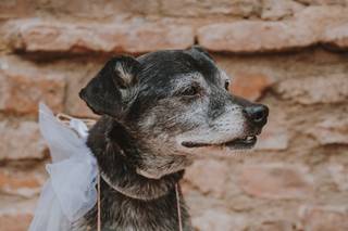 cane con lavagnetta arriva la sposa