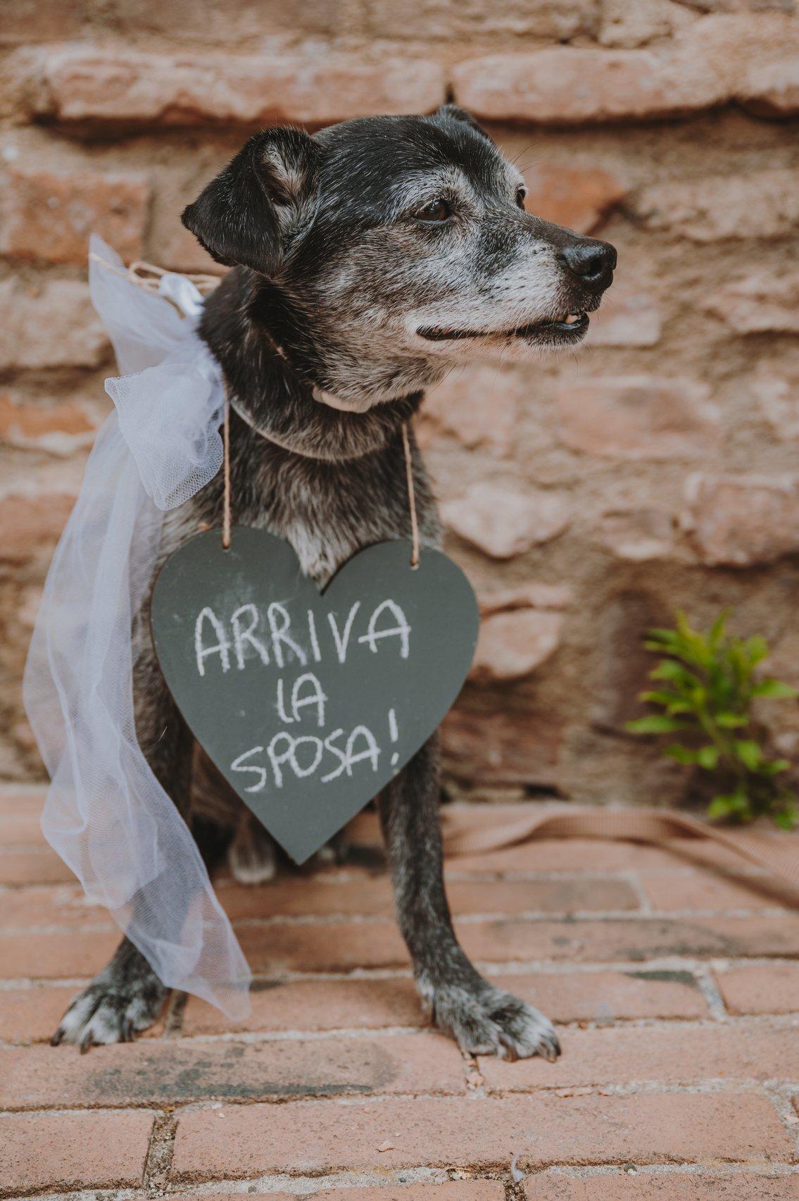 cane con lavagnetta arriva la sposa