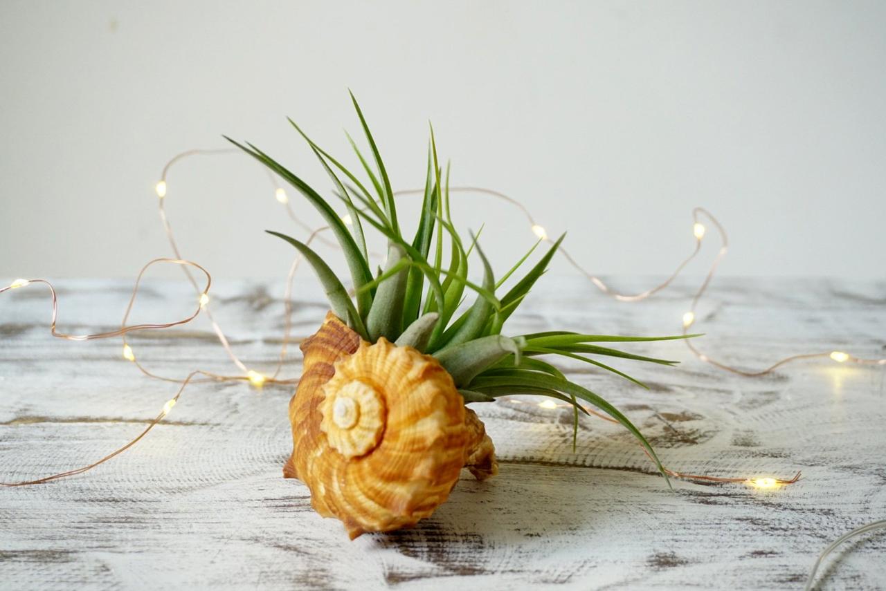 Armonitura Air Plant Design