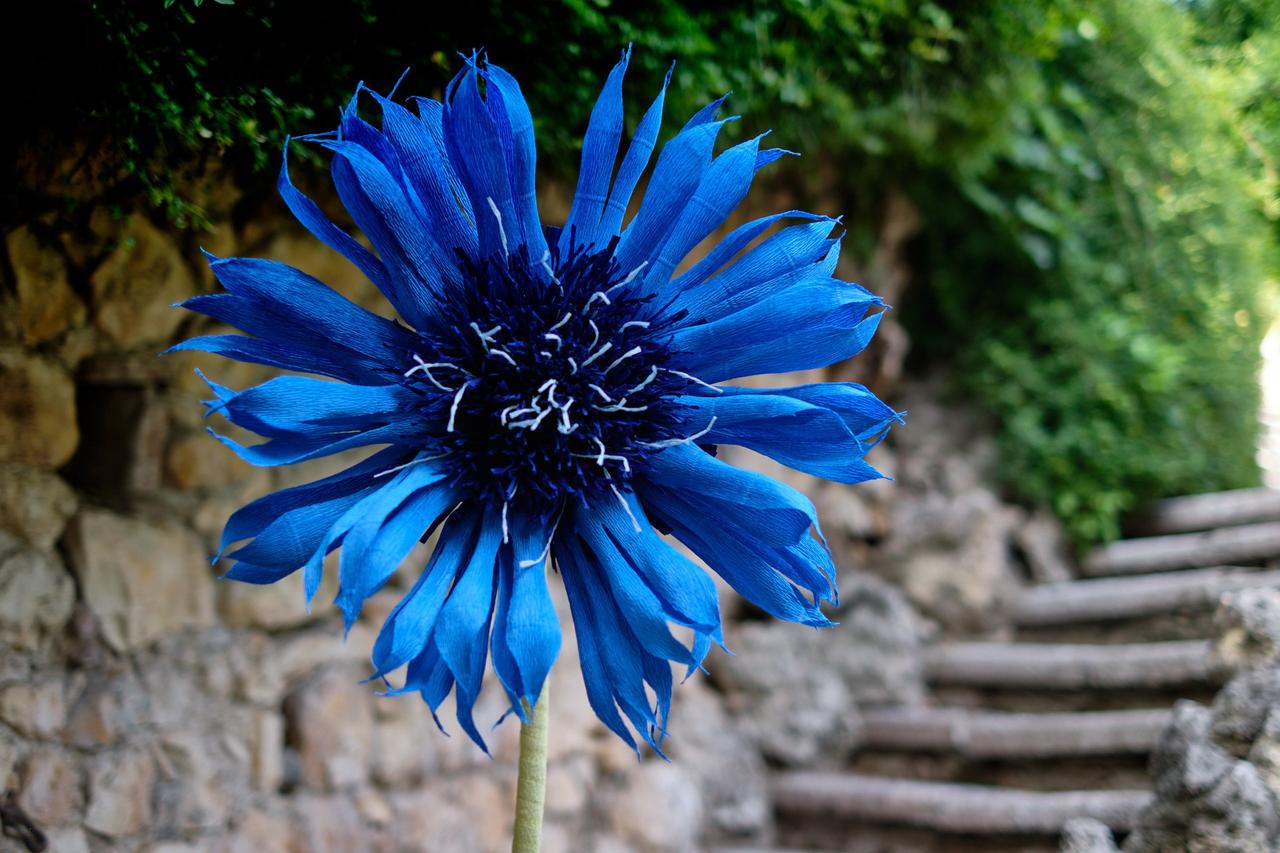 fiordaliso per bouquet estivo