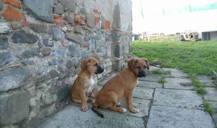 Petsitting Francesca Gurrisi