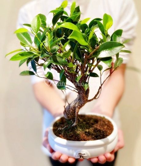 Voglia Di Bonsai