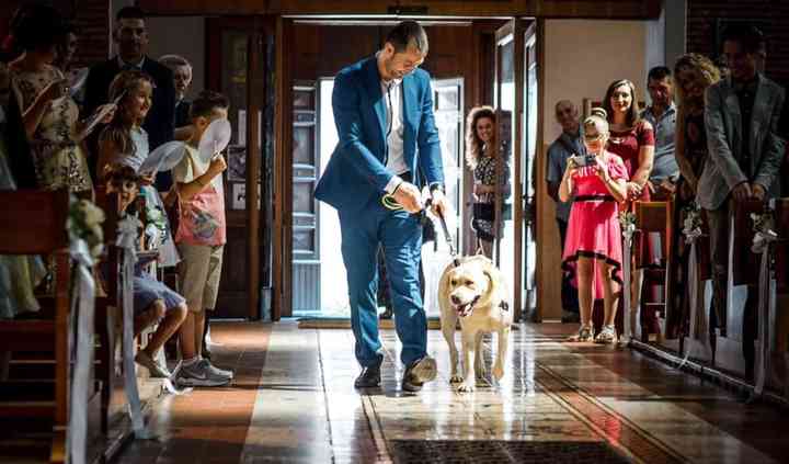Elena WeddingDog Sitter