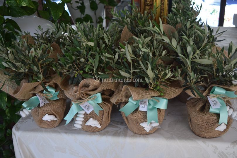 Piantine Di Ulivo Per Bomboniere Prezzo