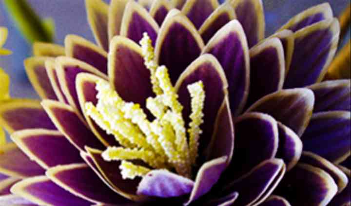 Piante e Fiori Mizzoni