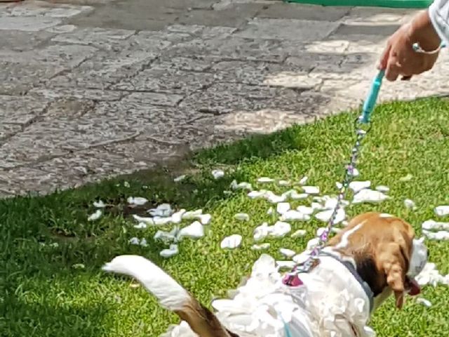 Il matrimonio di Nicola e Cristina  a San Pancrazio Salentino, Brindisi 10