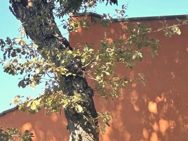 Il matrimonio di Federico e Marta a Rocca di Papa, Roma 7