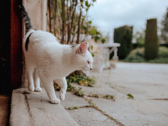 Il matrimonio di Geoff e Alison a San Gimignano, Siena 156