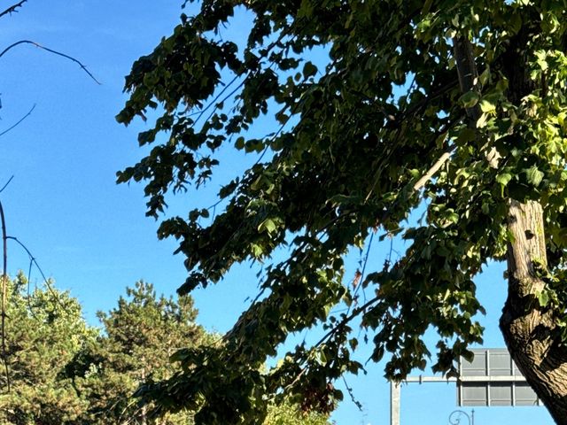 Il matrimonio di Nello  e Aurora  a Gualtieri, Reggio Emilia 11