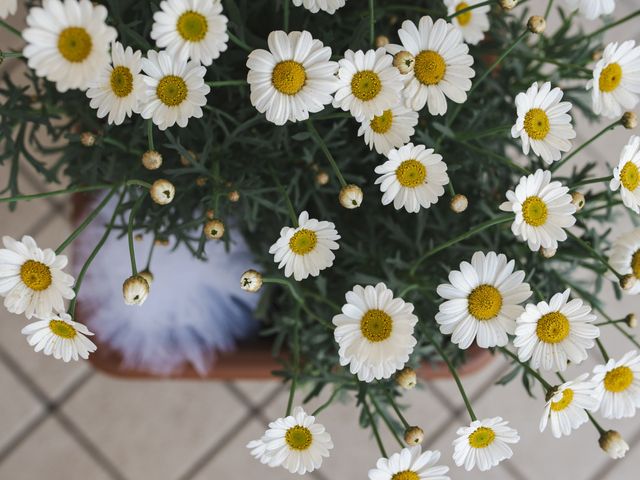 Il matrimonio di Gianfilippo e Elisa a Mel, Belluno 4