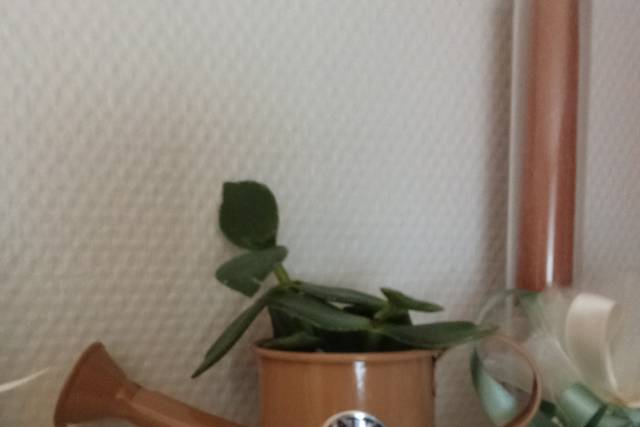 Le nozze di Jennifer  e Sunil 3