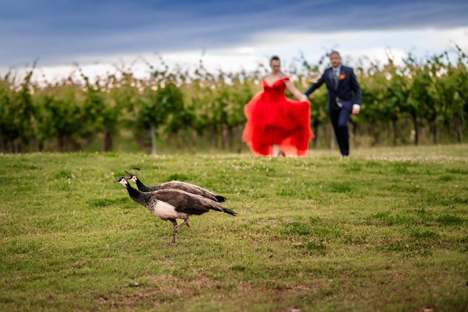 Le nozze di Alessia e Thomas