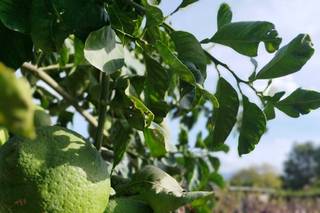 Bosco de' Medici Wine Resort - 8