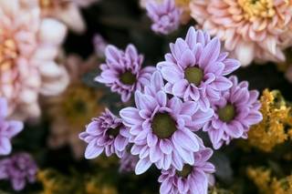 Fioreria Flowers - 6