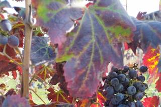 Bosco de' Medici Wine Resort - 9