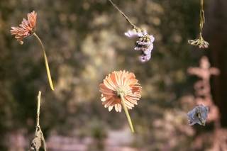 Fioreria Flowers - 7
