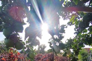 Bosco de' Medici Wine Resort - 10