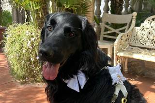 Luca Family Dog's - 11
