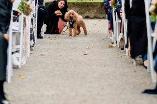 Raffaella Gallo Pet Coach - 3