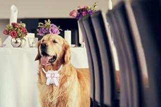 A&G Dogtrainer - 4