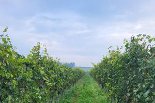 Cascina Feliciana - 6