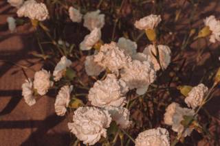 Sabrina Guerrazza Flowers - 9