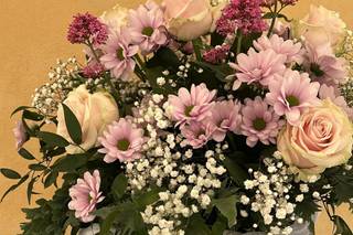 Rosa Bianca - 11