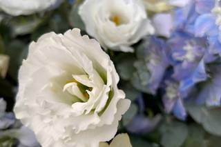 Fiorellino Sabina e Paolo - 12