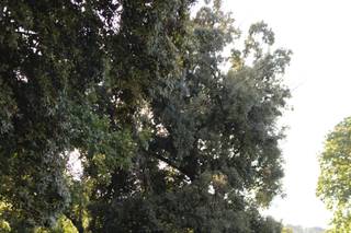 Palazzo Viviani Castello di Montegridolfo - 6