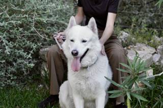 Laura Laporta - Wedding Dog Sitter - 14