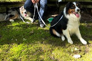 Luca Family Dog's - 5