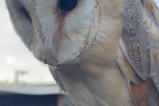 Il Regno dei Rapaci - 11