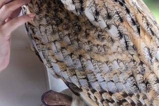 Il Regno dei Rapaci - 13