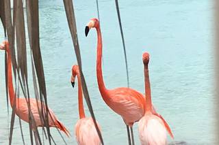 Adesso Sole - 5