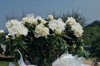 Le creazioni di Roberta - 6