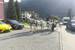 White Horse - 5