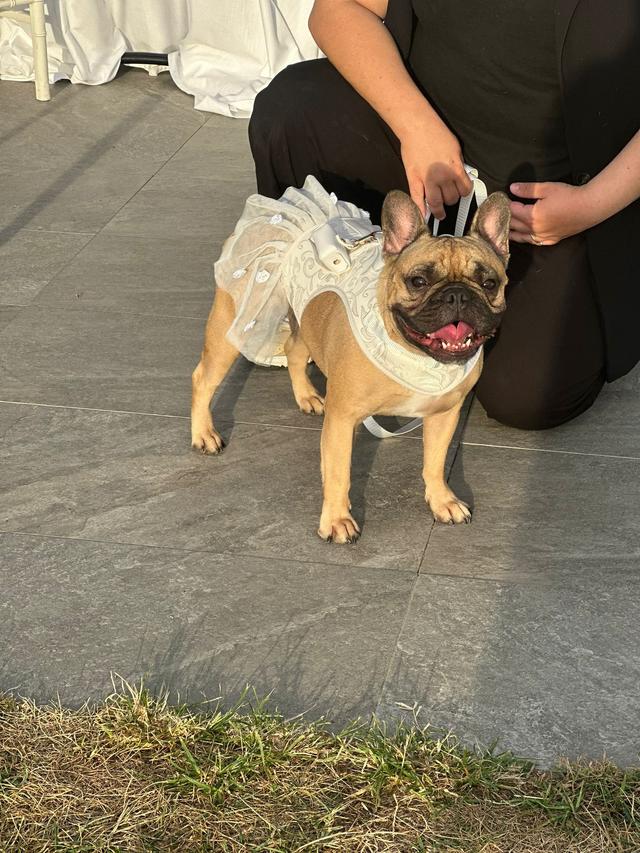 Asia's Friends Doggy Events - 4