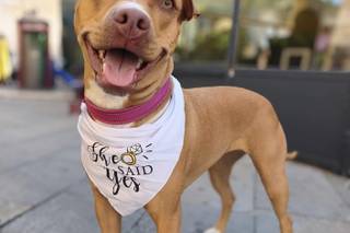 Francesca Dog SItter - Bau Wedding - 16