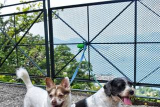 JL Dog Sitter for wedding - 8