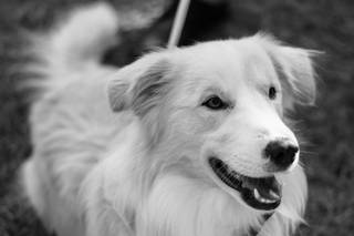 Wedding Dog Specialist Martina Ossola - 8