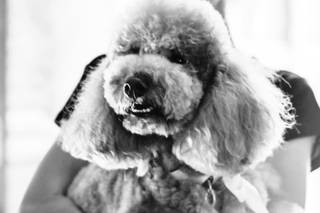 Laura Laporta - Wedding Dog Sitter - 9