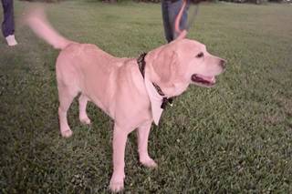 Ila Wedding Dog Sitter - 6