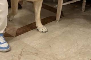 Ila Wedding Dog Sitter - 7