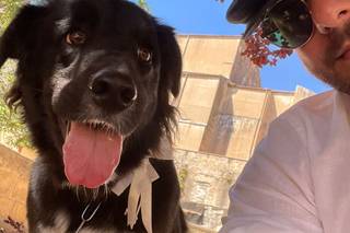 Davide - Wedding Dog Sitter - 11