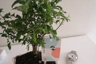 Japan Bonsai - 5