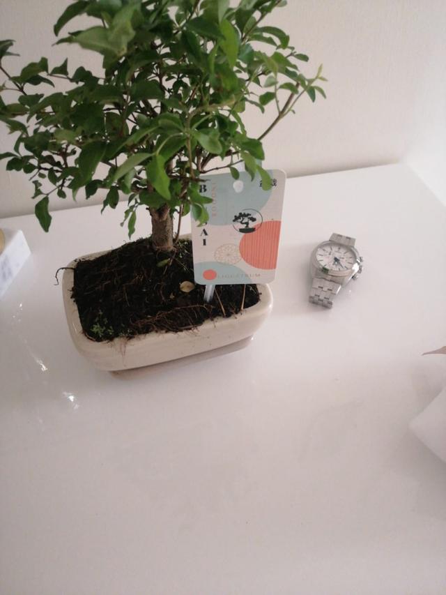 Japan Bonsai - 1