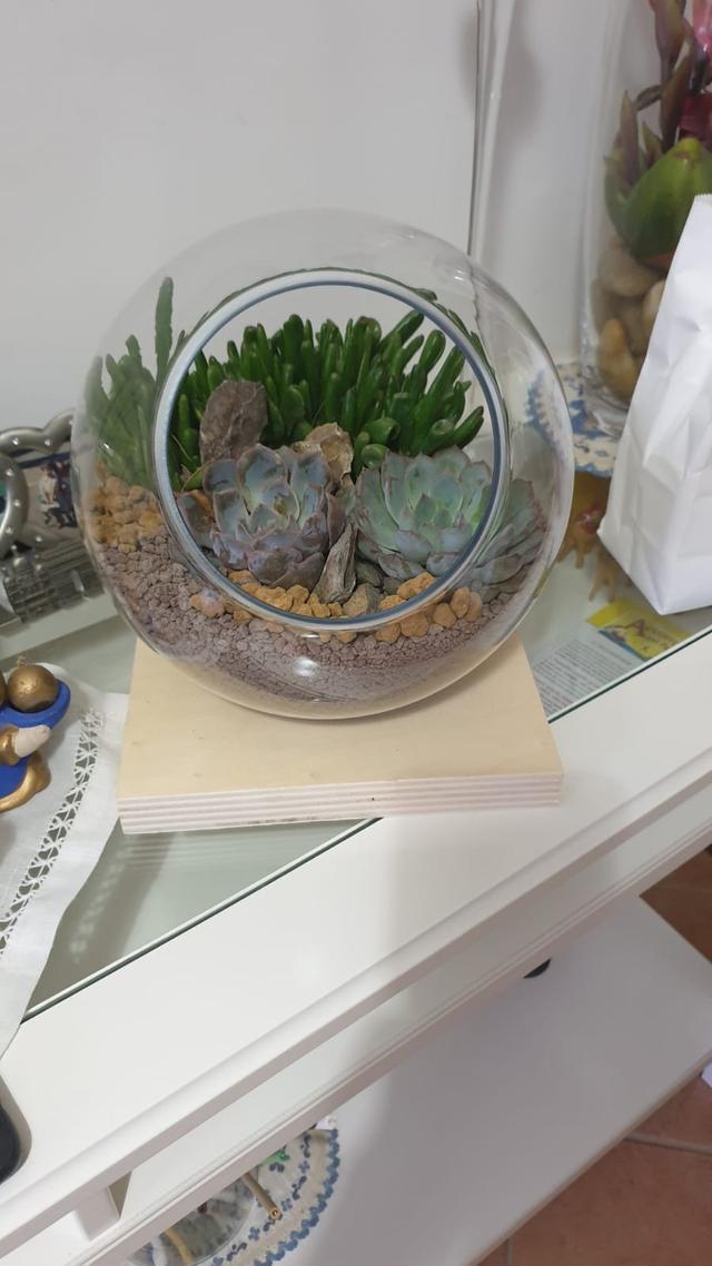 Japan Bonsai - 4