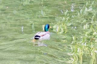 La Casa dei Ciliegi - 9