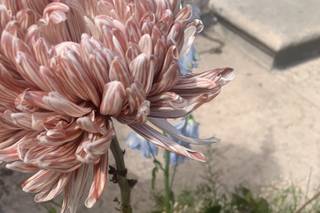 Fiori Quotidiani - 6